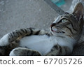 Cat relaxing with Tetrapod 67705726