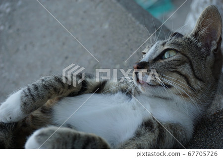 貓與四足動物放鬆 67705726