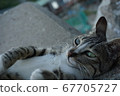 Cat relaxing with Tetrapod 67705727