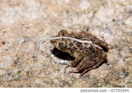 Beautiful small frog Boophis Madagascar Wildlife Beautiful small frog Boophis Madagascar Wildlife 67705844
