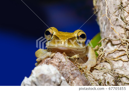 nocturnal frog Boophis Madagascar, wildlife nocturnal frog Boophis Madagascar, wildlife 67705855