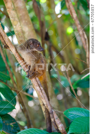female of white-headed lemur Madagascar wildlife 67705857