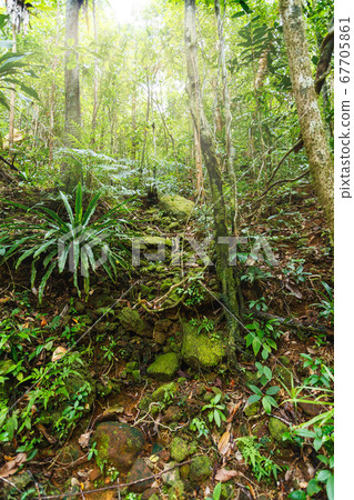 rainforest in Masoala national park, Madagascar rainforest in Masoala national park, Madagascar 67705861