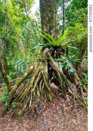 rainforest in Masoala national park, Madagascar 67705862