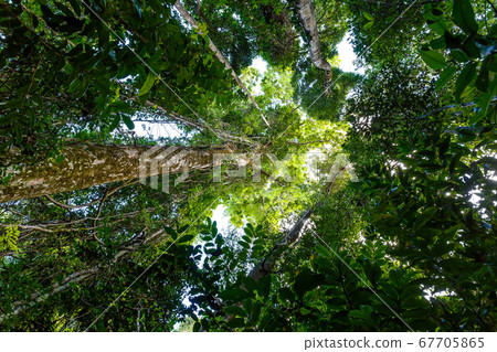rainforest in Masoala national park, Madagascar 67705865