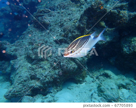 Futasujimatagashira Futasujimatagashira 67705893