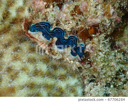 小貽貝 小貽貝 67706284