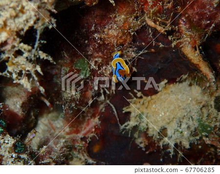 海參 海參 67706285