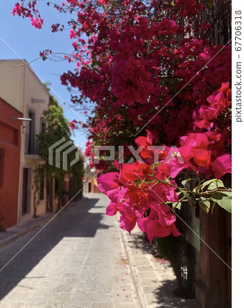 墨西哥克雷塔羅的鮮豔花朵的城市景觀1 墨西哥克雷塔羅的鮮豔花朵的城市景觀1 67706318