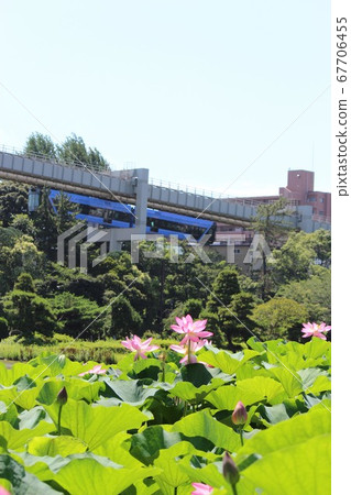 男鹿蓮花和千葉市單軌電車 67706455