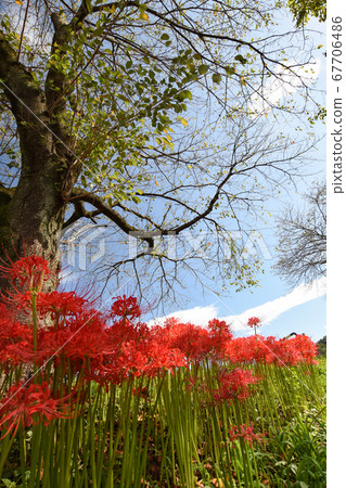 Cluster amaryllis growing around the blue sky and trees 67706486