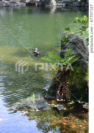 Sensouji Denbyo Garden, pond duck 67707187