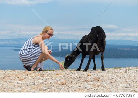 Young attractive female traveler wearing striped summer dress, squatting, feeding and petting black sheep while traveling Adriatic coast of Croatia 67707387