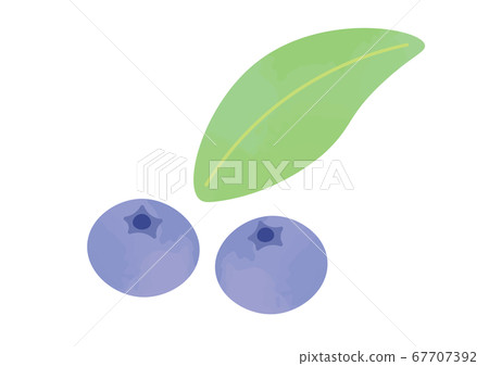 藍莓插圖 67707392