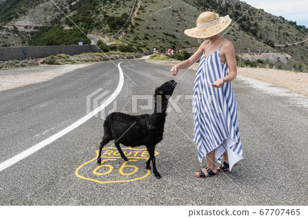 Young attractive woman wearing striped summer dress and straw hat standing on an endless straight empty road in the middle of nowhere on the Route 66 road and feeding black sheep. 67707465
