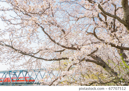 小田急浪漫車GSE和櫻花 67707512