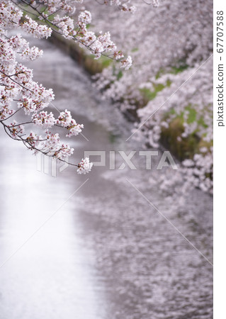 Cherry tree in full bloom  67707588