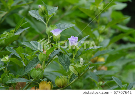 奪目的花朵 67707641