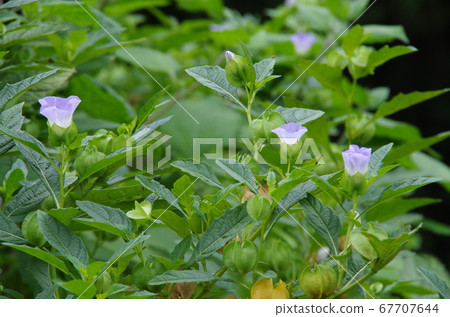 奪目的花朵 67707644