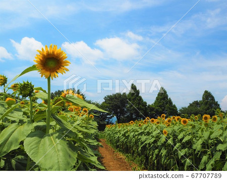 Sunflower field of Zama 67707789