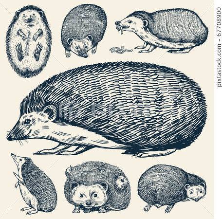 Hedgehog set. Spiny forest animal. Vector Engraved hand drawn Vintage sketch for label or poster. 67708900