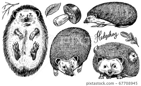 Hedgehog set. Spiny forest animal. Vector Engraved hand drawn Vintage sketch for label or poster. Hedgehog set. Spiny forest animal. Vector Engraved hand drawn Vintage sketch for label or poster. 67708945