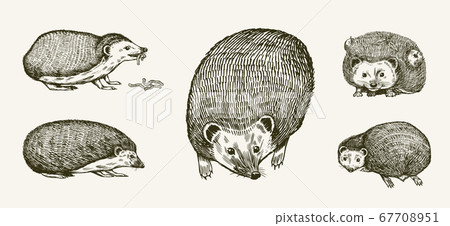 Hedgehog set. Spiny forest animal. Vector Engraved hand drawn Vintage sketch for label or poster. 67708951