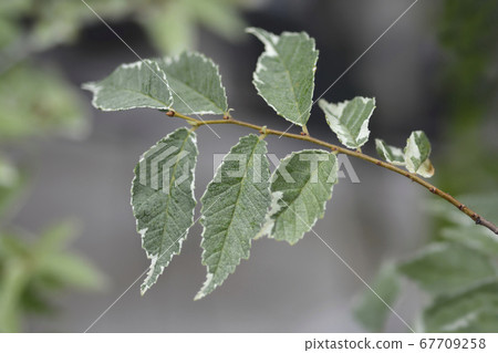 Small-leaved elm Silvery Gem 67709258