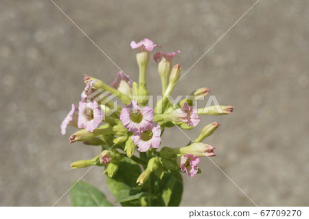 Cultivated tobacco 67709270