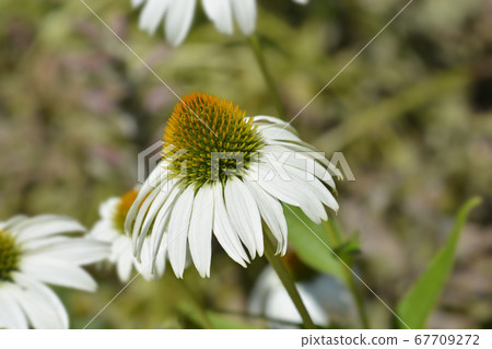 White coneflower Alba 67709272