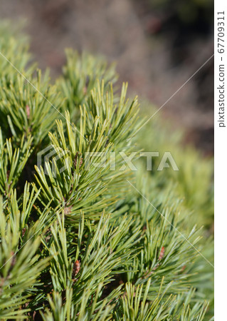 Walter pine 67709311