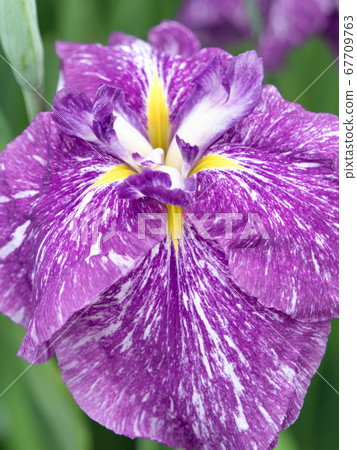 Hana shawab 67709763