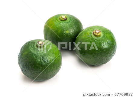 Shiquasa from Okinawa Prefecture Shiquasa from Okinawa Prefecture 67709952