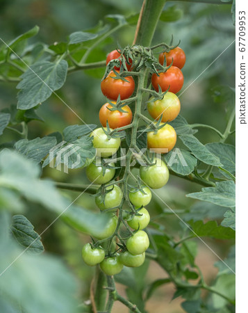 Mini tomato field Mini tomato field 67709953