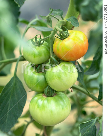 Tomato field 67710001