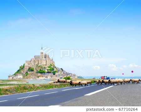 Road to Mont Saint Michel and a flock of sheep 67710264