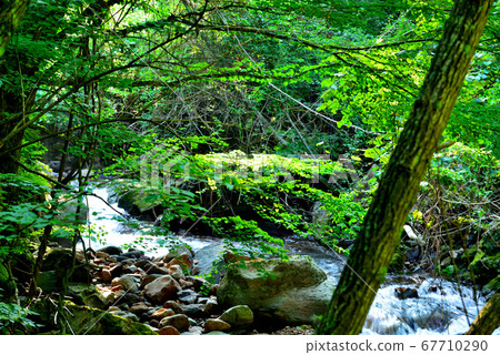 Tateshina plateau fresh green Yokoya valley Tateshina plateau fresh green Yokoya valley 67710290