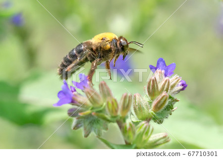 Bear bee just before flowering from Arcanet Bear bee just before flowering from Arcanet 67710301