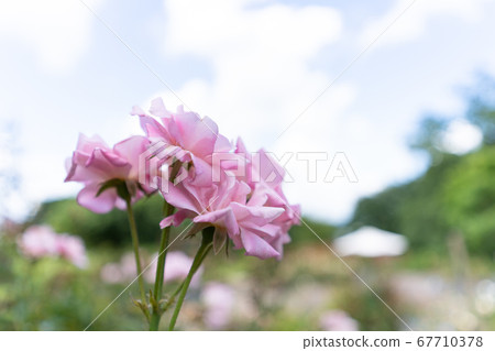 散景的玫瑰 67710378