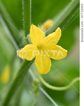 Cucumber male 67710405