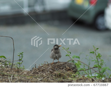 Penetration 67710867