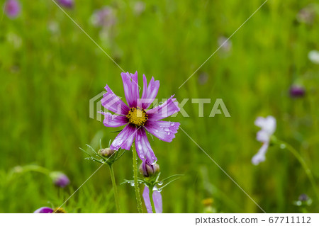 Cosmos Cosmos 67711112