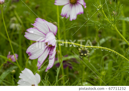 Cosmos Cosmos 67711232
