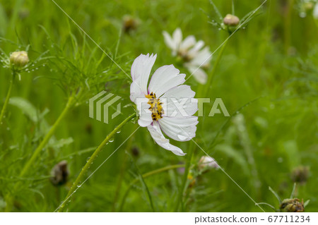 Cosmos Cosmos 67711234