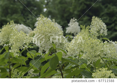 Tree hydrangea 67711588