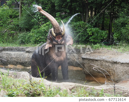 Elephant bathing Elephant bathing 67711614