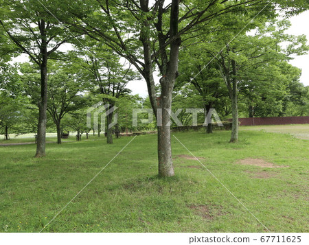 Kobe City Nishi Ward Park Seijin Chuo Park Tree Hana and others Kobe City Nishi Ward Park Seijin Chuo Park Tree Hana and others 67711625