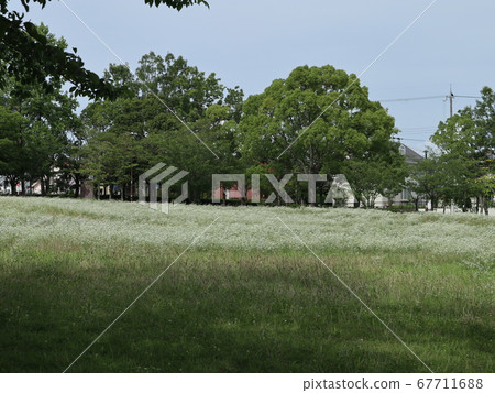 Kobe City Nishi Ward Park Seijin Chuo Park Tree Hana and others 67711688