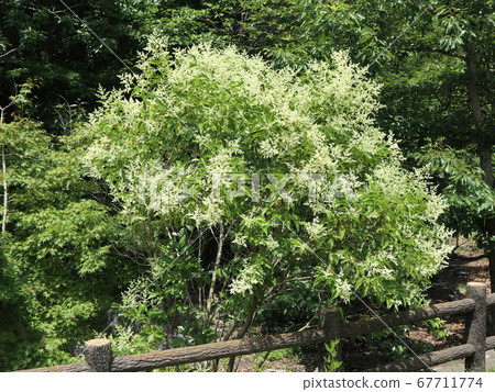 Kobe City Nishi Ward Park Seijin Chuo Park Tree Hana and others 67711774