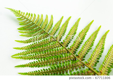 Brown dots under fern leaves. Selective focus. Brown dots under fern leaves. Selective focus. 67711806
